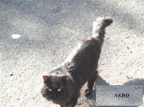 Gatto cieco simil-persiano di Roma
